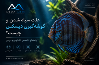 علت سیاه شدن و گوشه‌گیری دیسکس چیست؟ راهنمای تخصصی تشخیص و درمان