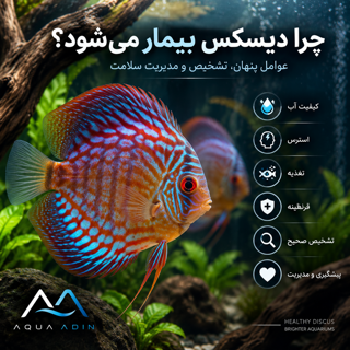 چرا دیسکس بیمار می‌شود؟ بررسی عوامل پنهان، تشخیص اولیه و مدیریت سلامت دیسکس