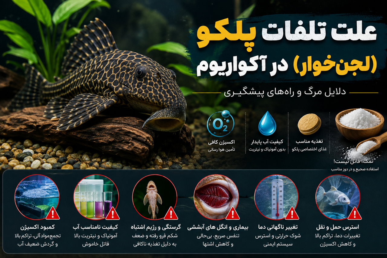 علت تلفات پلکو (لجنخوار) در آکواریوم؛ دلایل مرگ و راههای پیشگیری